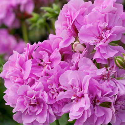 Pel_LD_medio_lavender_4