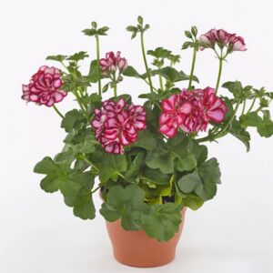 Pelargonium lierre double medio lol dark red (mariska)