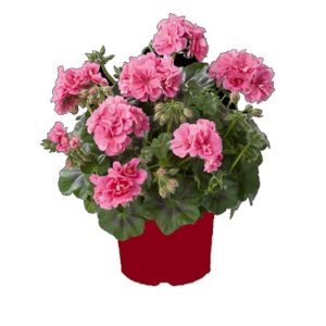 Pelargonium lierre double medio pink (erke)