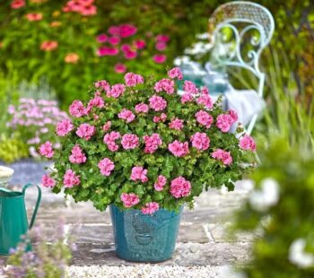 Pel_LD_medio_pink_2