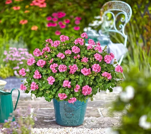 Pel_LD_medio_pink_2