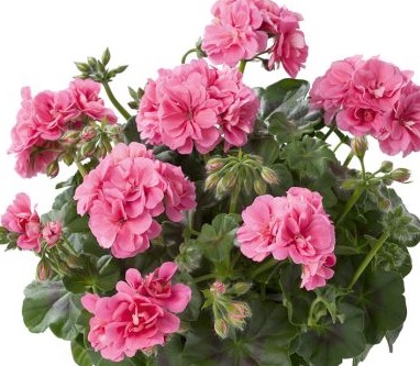 Pel_LD_medio_pink_3