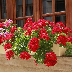 Pelargonium lierre double medio red (gabry)
