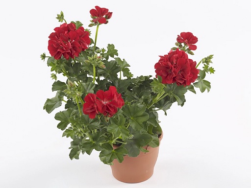 Pel_LD_medio_red_2