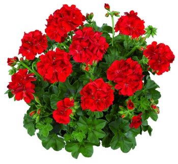 Pel_LD_medio_red_3