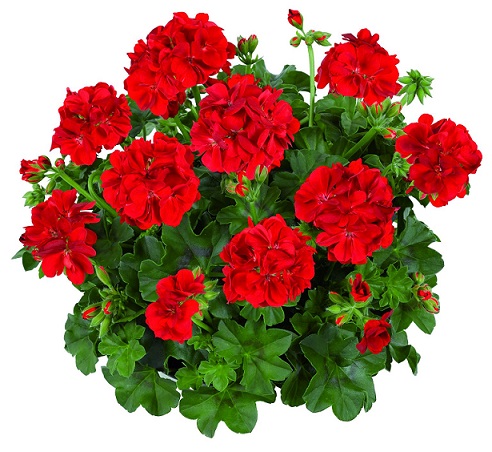 Pel_LD_medio_red_3