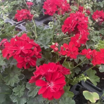 Pel_LD_medio_red_4
