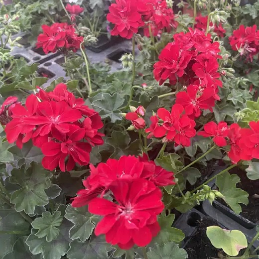 Pel_LD_medio_red_4