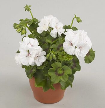 Pel_LD_medio_white_2