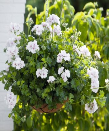 Pel_LD_medio_white_3