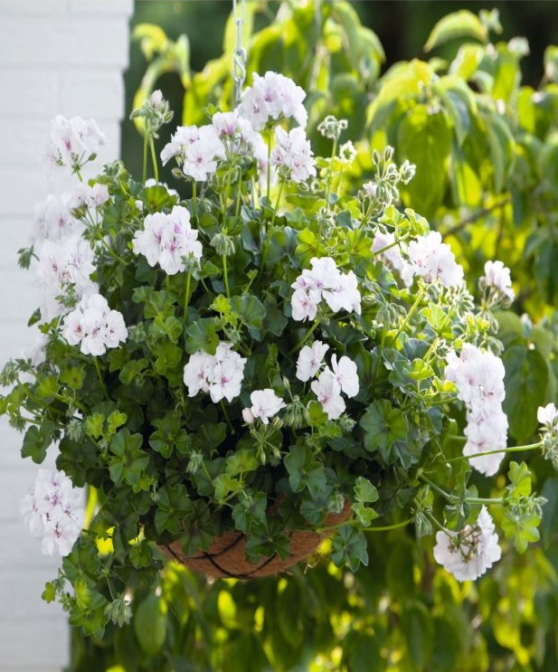 Pel_LD_medio_white_3
