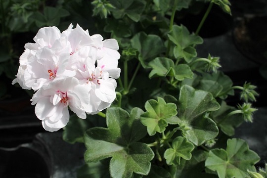 Pel_LD_medio_white_4
