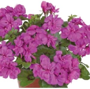 Pelargonium lierre double sunflair amethyst (amy)
