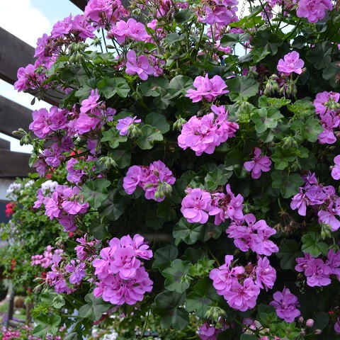 Pel_LD_sunflair_amethyst_2
