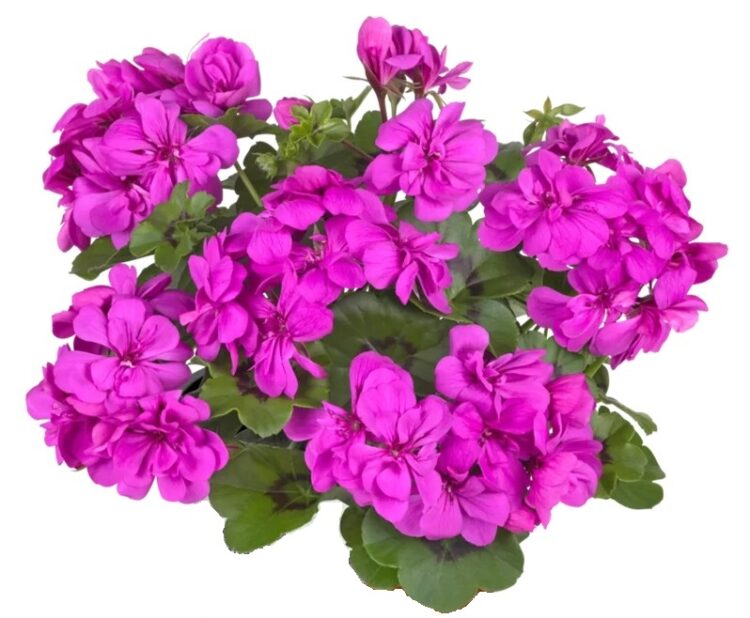 Pel_LD_sunflair_amethyst_3