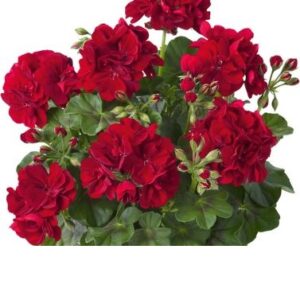 Pelargonium lierre double sunflair dark red (ruben)