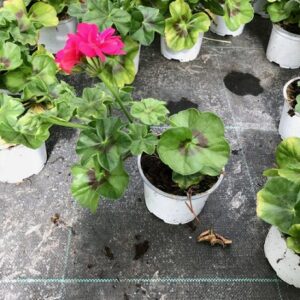 PEL L-D SUNFLAIR® HOT PINK (JOSINA)