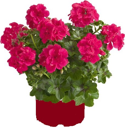 Pel_LD_sunflair_hot_pink_2