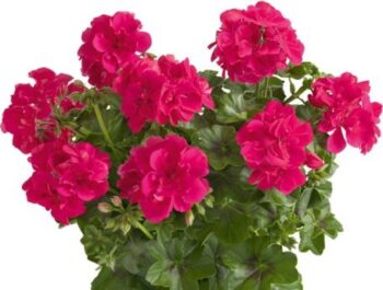 Pel_LD_sunflair_hot_pink_3