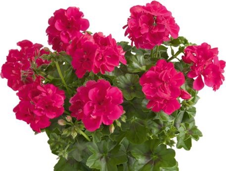 Pel_LD_sunflair_hot_pink_3