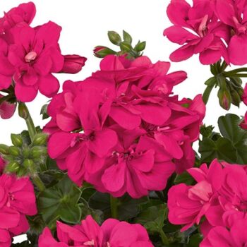 Pel_LD_sunflair_hot_pink_4