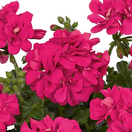 Pel_LD_sunflair_hot_pink_4
