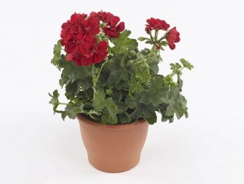 Pel_LD_sunflair_red_2