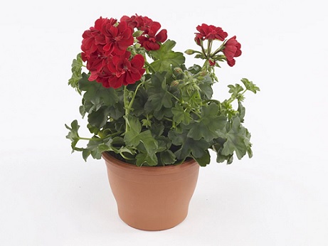 Pel_LD_sunflair_red_2