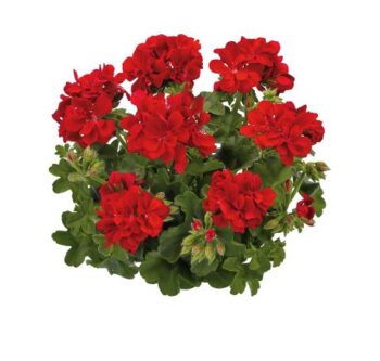 Pel_LD_sunflair_red_3