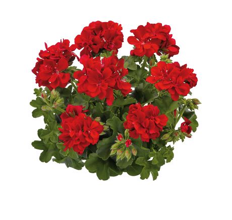 Pel_LD_sunflair_red_3