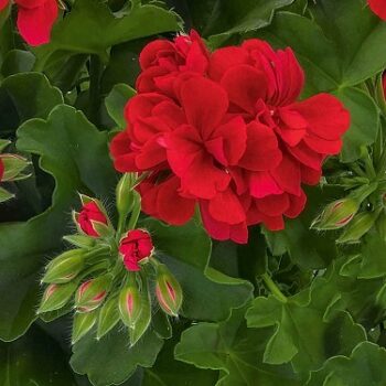 Pel_LD_sunflair_red_4