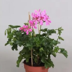Pelargonium lierre simple decora lilas X1