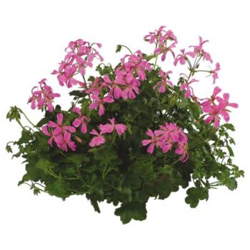 Pel_LS_decora_lilas_2