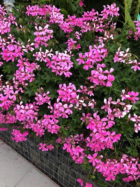 Pel_LS_decora_lilas_3