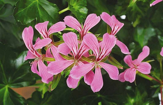 Pel_LS_decora_lilas_4