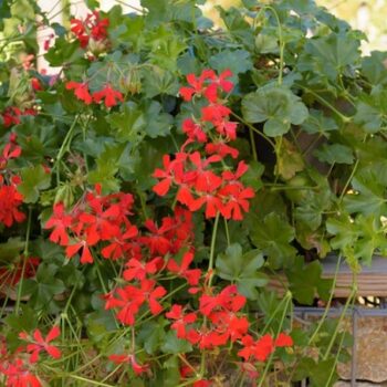 Pel_LS_decora_red_2