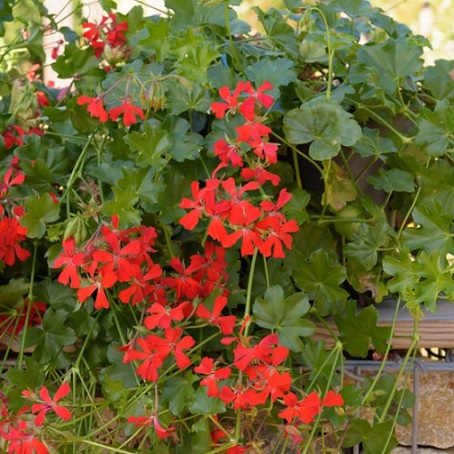 Pel_LS_decora_red_2