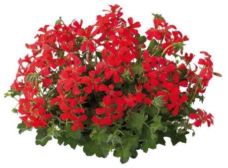 Pel_LS_decora_red_3