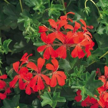 Pel_LS_decora_red_4