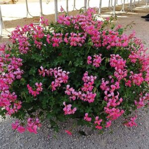 Pelargonium lierre simple decora rose X1