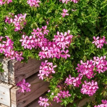 Pel_LS_decora_rose_2
