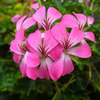 Pel_LS_decora_rose_3