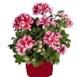 PEL L-D MEDIO® LOL DARK RED (NIXE)