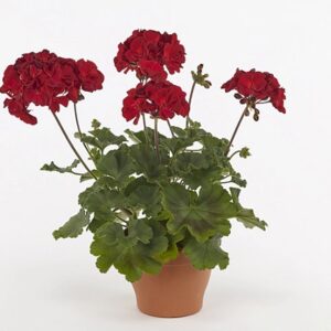Pelargonium zonale dolce vita dark red (gisela)