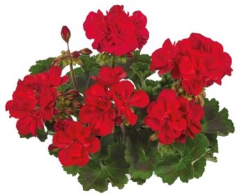 Pel_zon_dolce_vita_dark_red_3