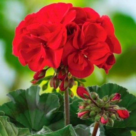 Pel_zon_dolce_vita_dark_red_4