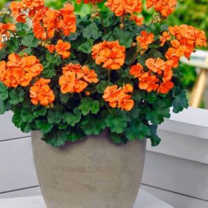 Pelargonium zonale dolce vita orange (sylvia)