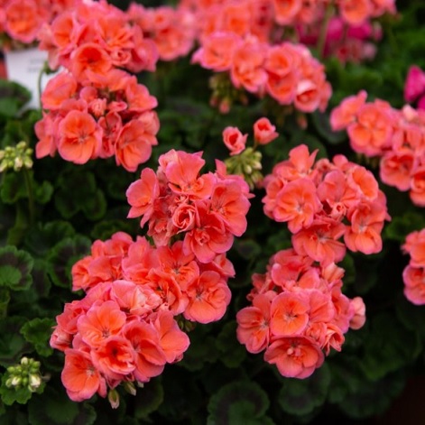 Pel_zon_dolce_vita_orange_2