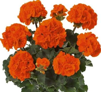 Pel_zon_dolce_vita_orange_3