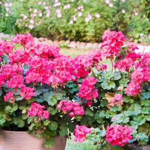 Pelargonium zonale dolce vita pink (anne)